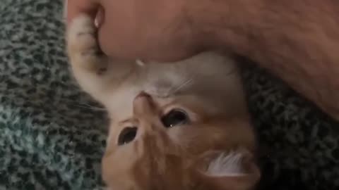 🙏❤️🎉🎉🎉🎊🎊🎊️SWEET AND FUNNY ANIMAL SHOTS 🙏❤️❤️🎉🎉🎉🎊🎊🎊