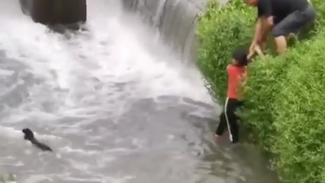 Passersby Rescue Dog Struggling To Swim In River