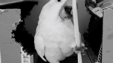 Dancing Bird Play with straw