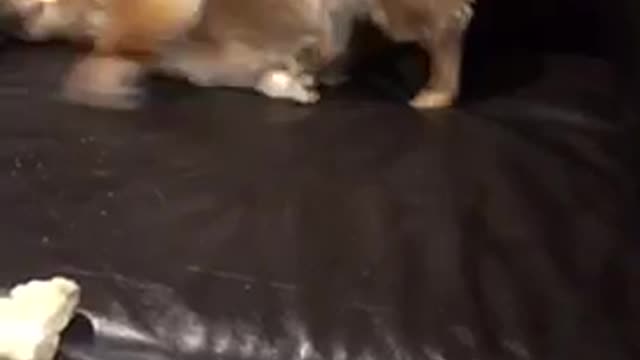 Red dog tries to dig into black couch