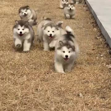 This is a group of cute puppies