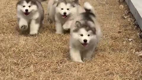 This is a group of cute puppies