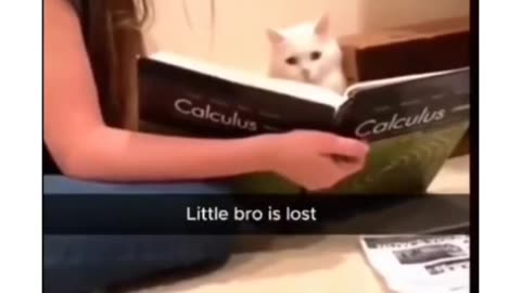 🤣🤣 best funny cat video 2024😹😹
