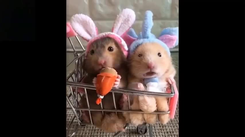 TRY Not To Laugh at These Cute Pets And Funny Animals Compilation #1