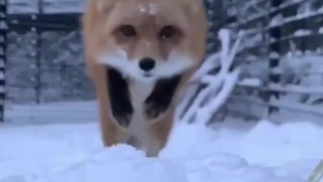 Fox jumping 🦊