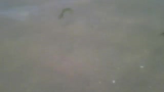Um pequeno siri é visto na parte rasa da praia [Nature & Animals]