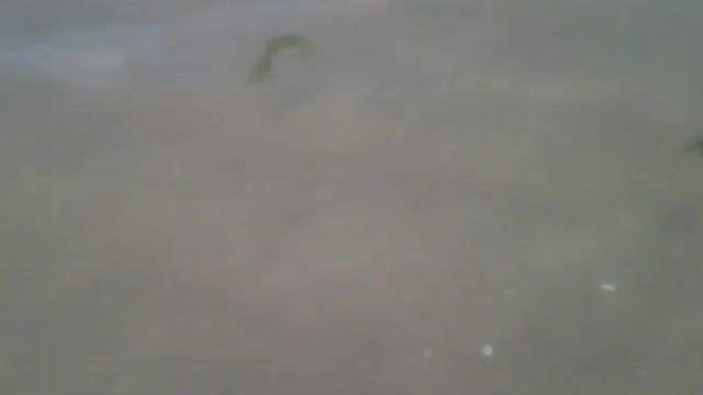 Um pequeno siri é visto na parte rasa da praia [Nature & Animals]