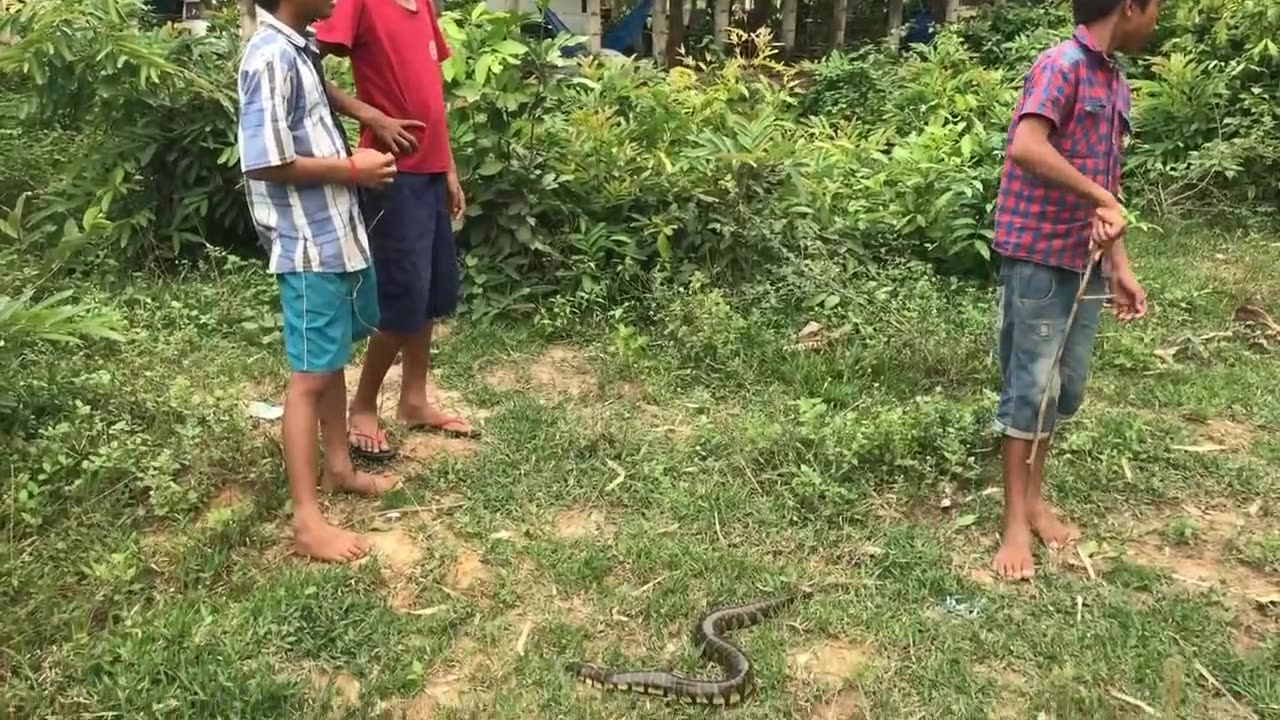 Amazing Boys Catch Big Snake During Collect Guava Fruit In My Village - How To Catch Snake By Hand