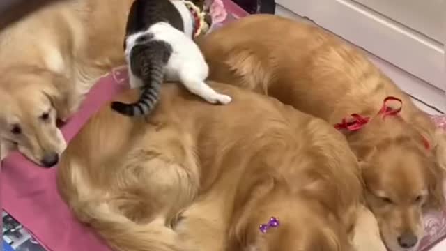 cat and dog friendly