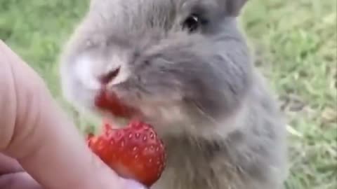 adorable rabbits eats strawberries