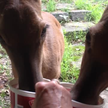 Woman Feeds Two Pet Deer By Hand
