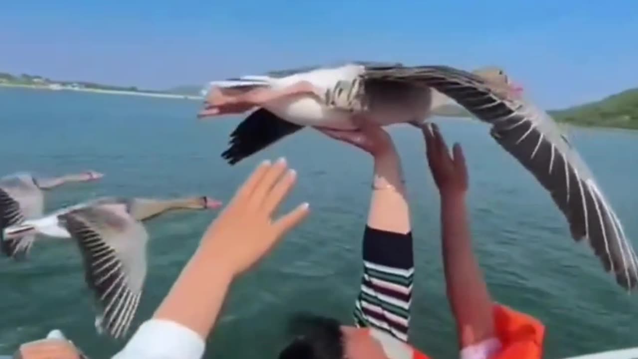 "Winged Companions: Ducks Fly Alongside Family Boat in Rare Sighting!"