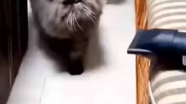 cute animals #shorts #short #cutes __animals(24)