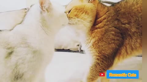 Romantic cats 💞 How a wife cat talks with her husband cat? The two talking cats