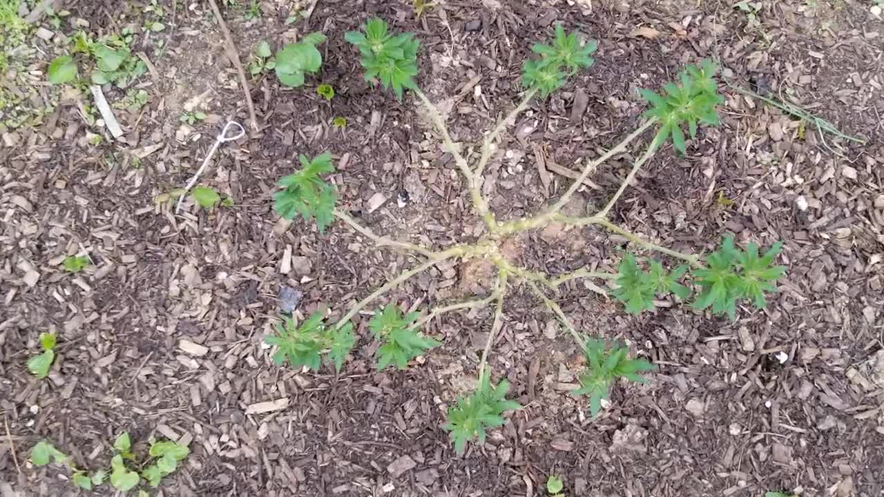 2021 Outdoor Cannabis Garden Tour | Garden Update [#03]