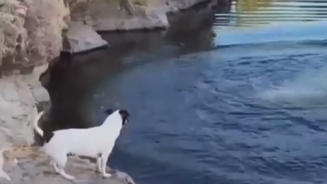 Dog gives up trying to follow the owner when he realizes he is too small to take a swim - Funny