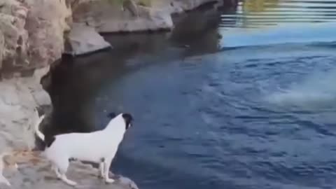 Dog gives up trying to follow the owner when he realizes he is too small to take a swim - Funny