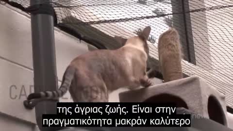 Απαγορεύουν στις γάτες να βγαίνουν έξω