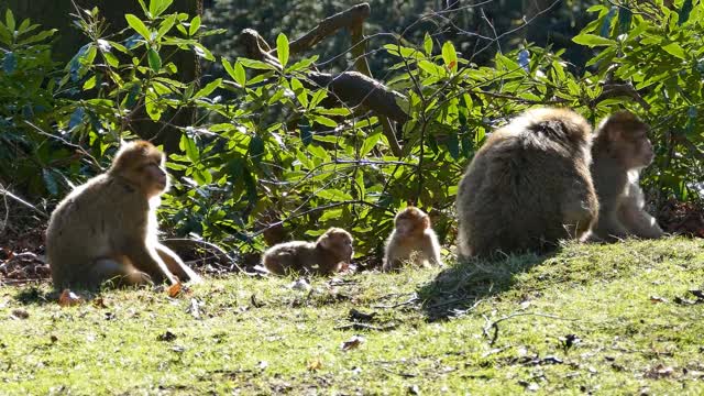Monkeys in the forest