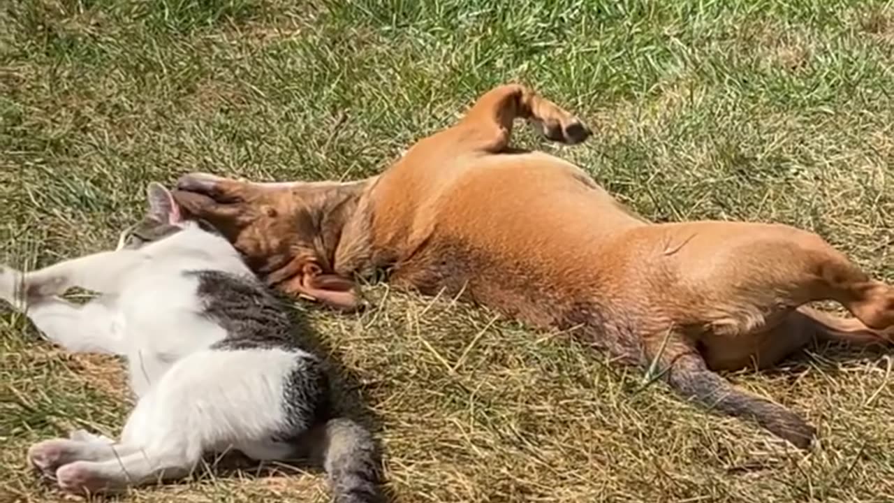 Adorable Friendship Between Dog And Cat