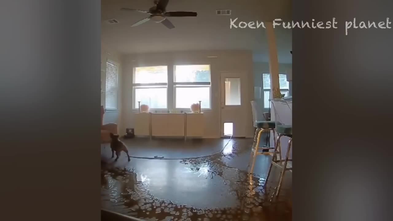 Best Funniest Animals Videos 😅 - Funny Dogs And Cats Videos 2023😇
