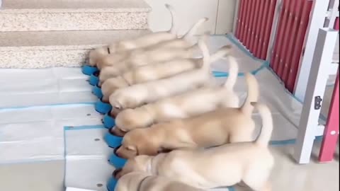 Funny puppy video 2021 #lovely pupy #puppy