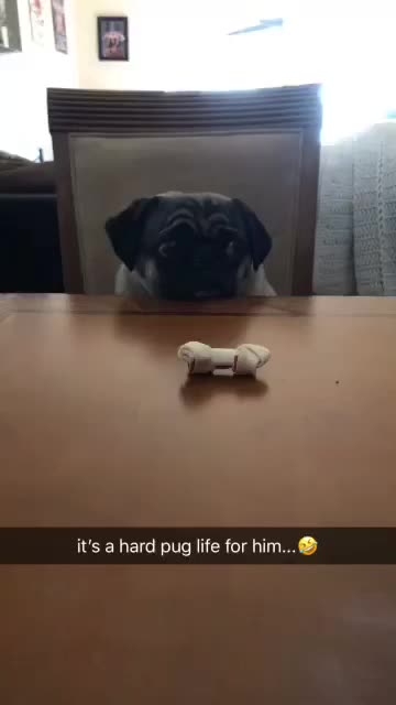 Prince will do anything for a Dingo