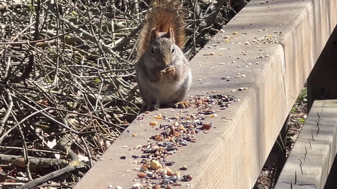 Red Tailed Squirrel