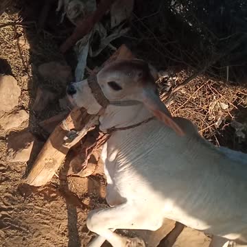 Indian cow very cute cow