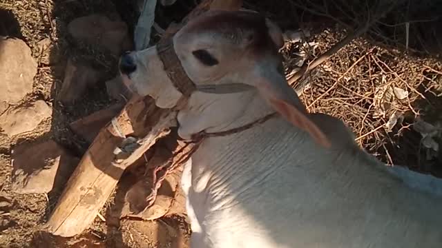 Indian cow very cute cow