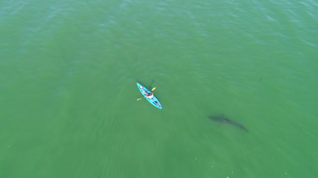 Kayaker and Juvenile Great White Shark