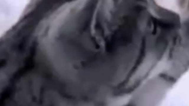 Very funny #cats videos || very funny cats