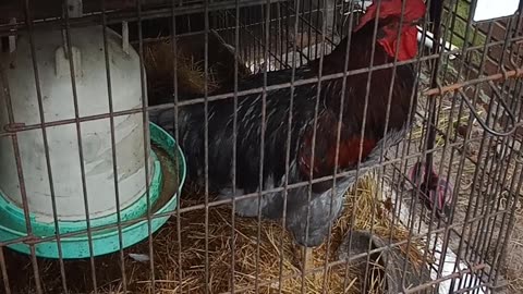 Diva Roosters & Mean Girl Chickens