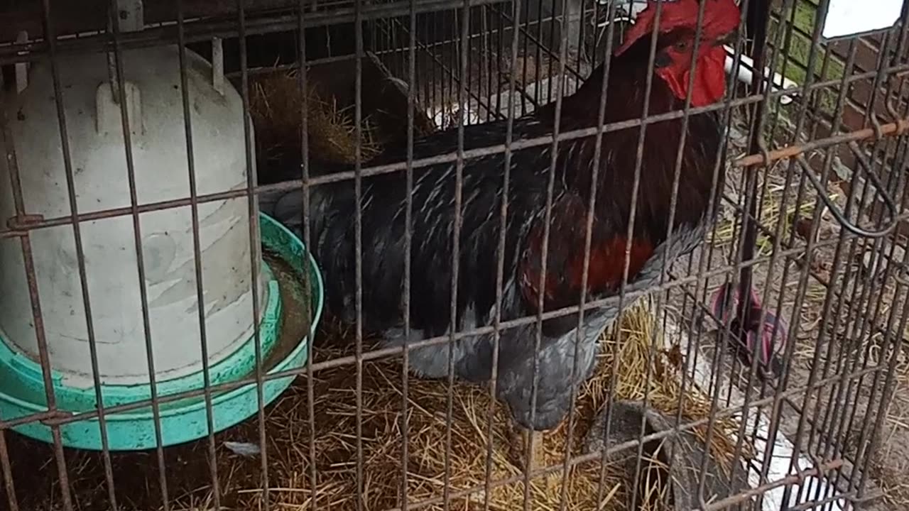 Diva Roosters & Mean Girl Chickens