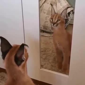 He is determining if his is in the mirror 😅😅😅