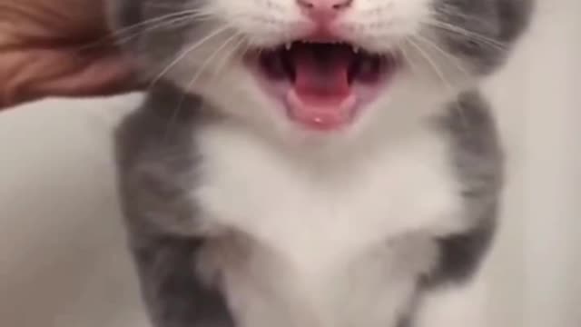 Best moments funny video cat part lll