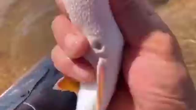 A fish playing dead #fish #fishing #fyp #fishcontent #tiktok