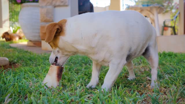 A Dog Munching On A Large Bone