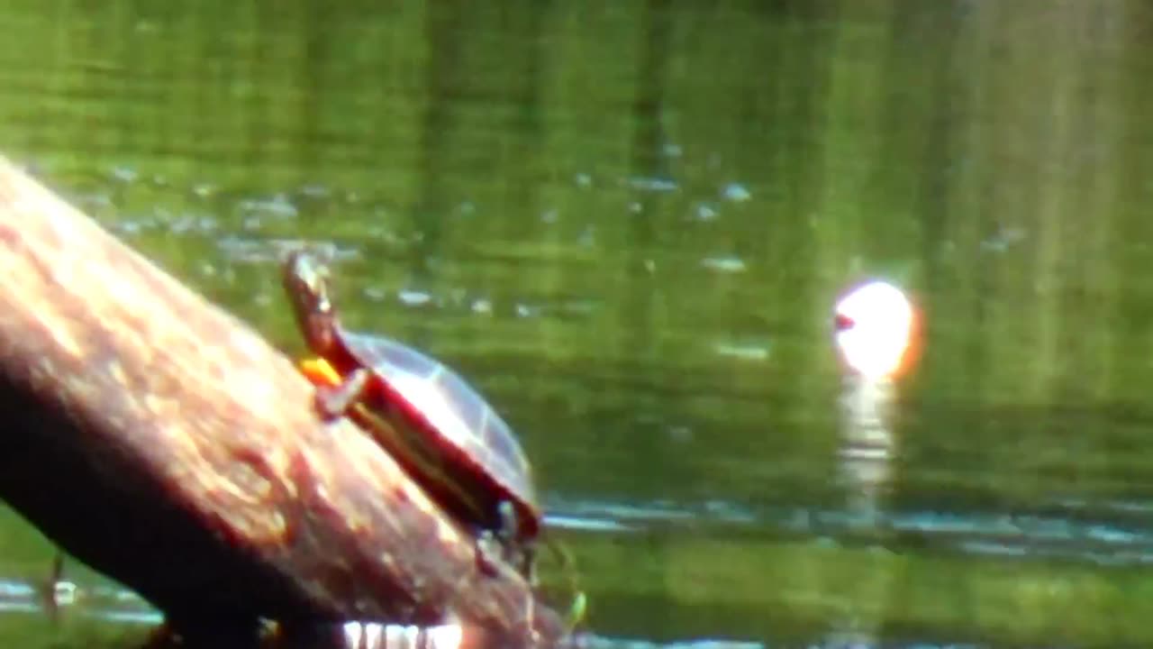 Painted Turtle