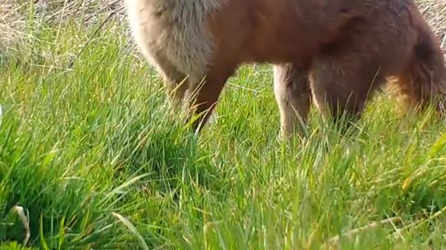 Mama fox and her tiny triplets win hearts