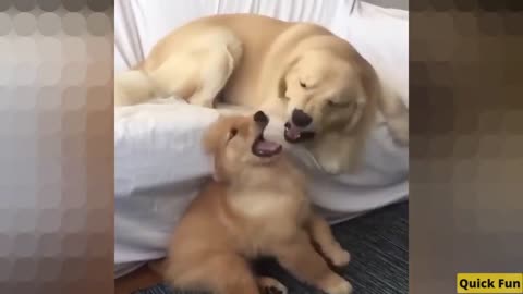 Golden Retrievers Funny Video