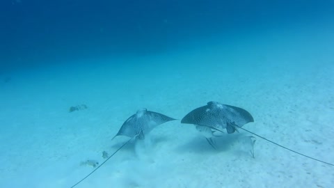 Pair of Rays at Tori's