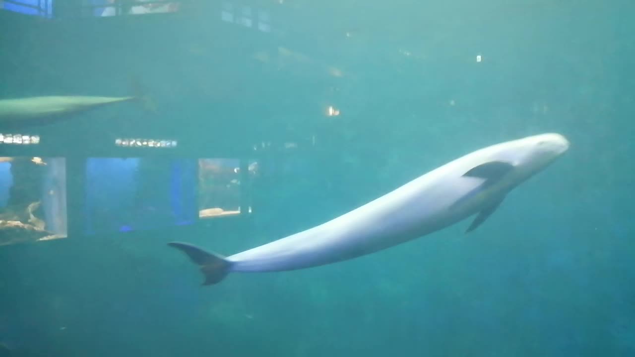 What a beautiful fish