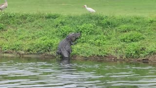 Alligator wants to catch a duck or the bird?