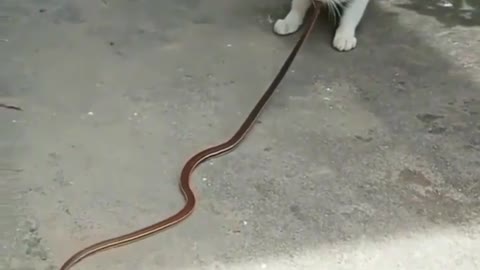 Cat vs Big Snake, cat catch a dangerous snake. Big snake inside the mouth of a cat