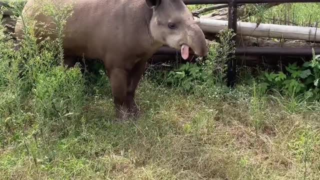 Does anyone know what kind of animal this is