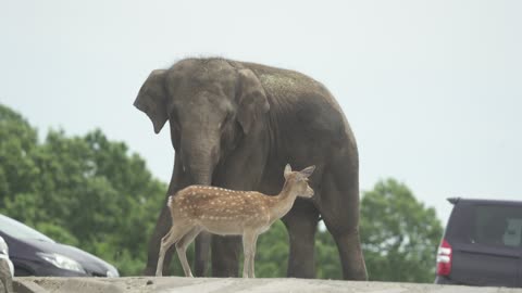 the deer and elephant love