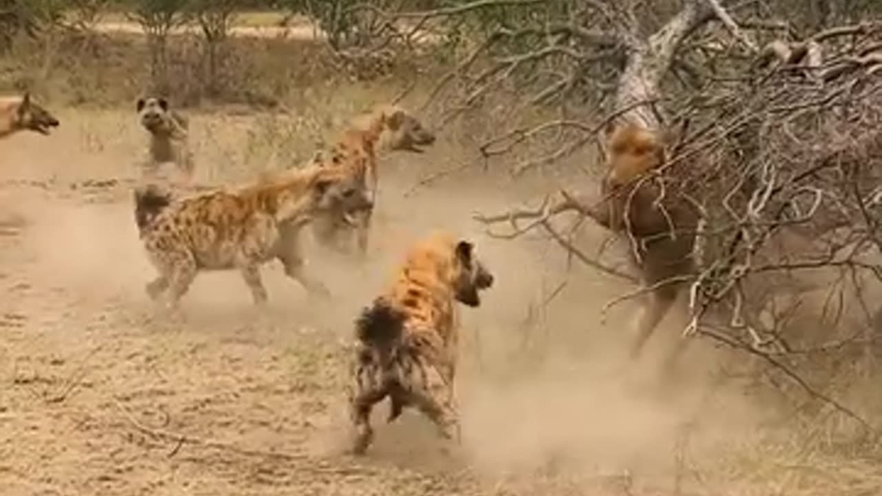 Lions🦁 Attack #viralvideos