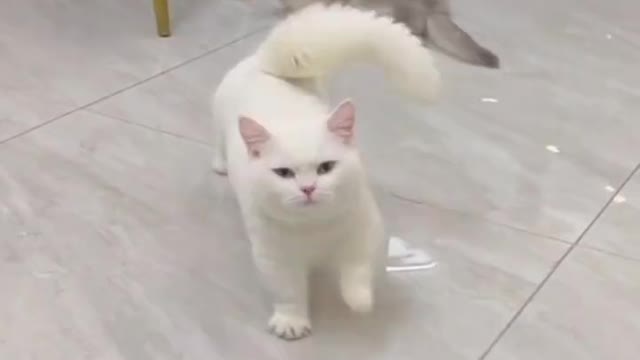 Stretching pun comel. so cute cat 🐈