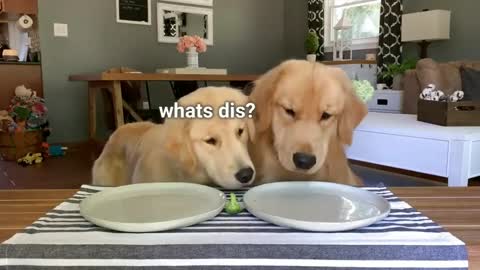 Dog reviews broccoli